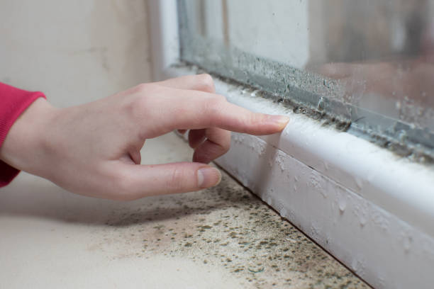 Best Asbestos and Lead Testing During Mold Inspection  in Burbank, WA